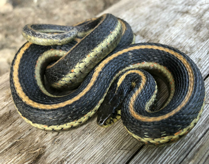 Diablo Range Garter Snake